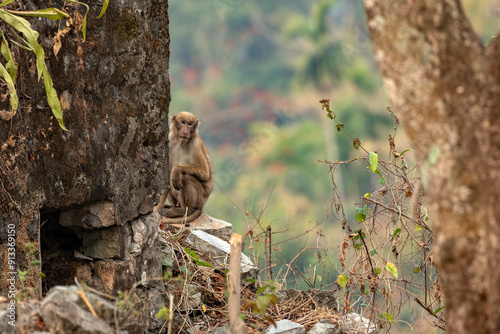 Monkey Sitting on Ancient Buxa Fort Edge at Buxa Tiger Reserve photo