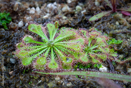 Drosera tokaiensis, one of the types of carnivorous plants that is grown and cared for in the Bogor Botanical Gardens photo