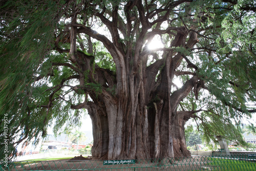 TULE TREE, MEXICO, TREE, GIANT, NATURE, photo