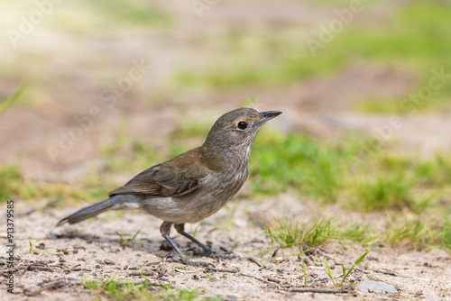 The Grey Shrikethrush (Colluricincla harmonica) is a medium-sized songbird with a plain grey plumage, a slightly darker face and upperparts, and lighter underparts. photo