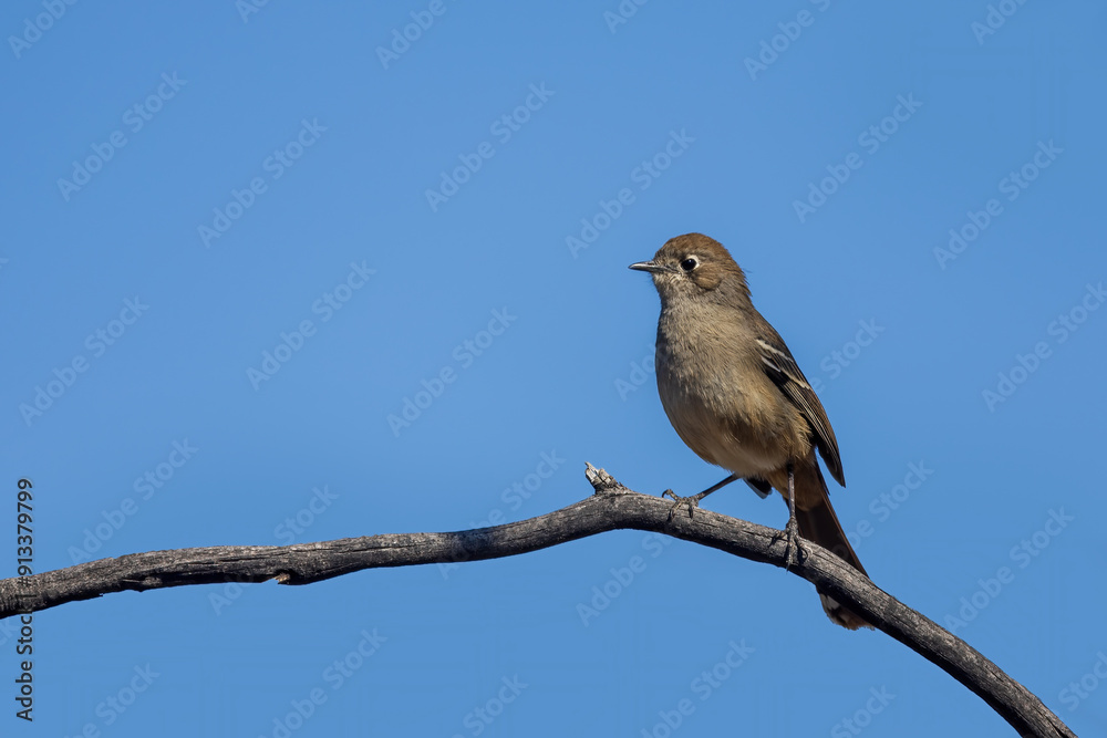 The Southern Scrub Robin (Drymodes brunneopygia) is a medium-sized bird with brownish upperparts, a pale underbelly, and a distinctive rufous rump. The Southern Scrub Robin (Drymodes brunneopygia) is a medium-sized bird with brownish upperparts, a pale underbelly, and a distinctive rufous rump.