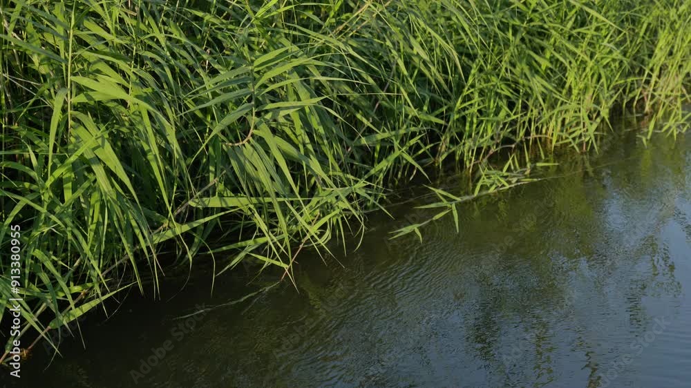 Summer riverbank scenery in rural Northeast China” Summer riverbank scenery in rural Northeast China”