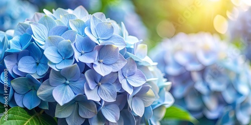 Close-up image of pastel blue hydrangea flowers on a background, hydrangea, flowers, pastel, blue, close-up,background, nature