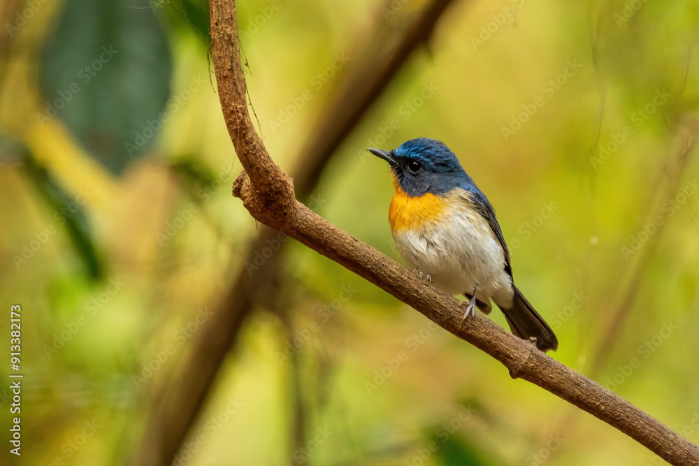 A male Indochinese Blue-flycatcher (Cyornis sumatrensis) its orange breast and blue feathers on the upperparts and the throat. A male Indochinese Blue-flycatcher (Cyornis sumatrensis) its orange breast and blue feathers on the upperparts and the throat.
