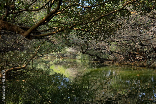 Sicao Green Tunnel, canopy of mangrove trees at Dazhong Rd, Annan District, Tainan, Taiwan