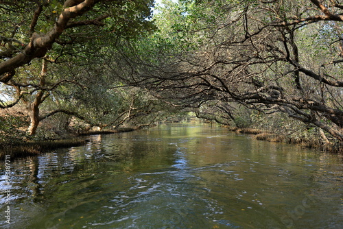 Sicao Green Tunnel, canopy of mangrove trees at Dazhong Rd, Annan District, Tainan, Taiwan