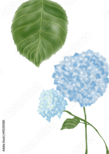 初夏の青い紫陽花
