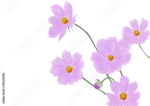 薄紫色のコスモスの花