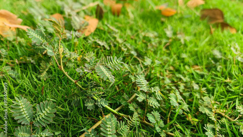 Close up view of Sleepy Grass or Sensitive Plant with Dry Leaves on the Ground