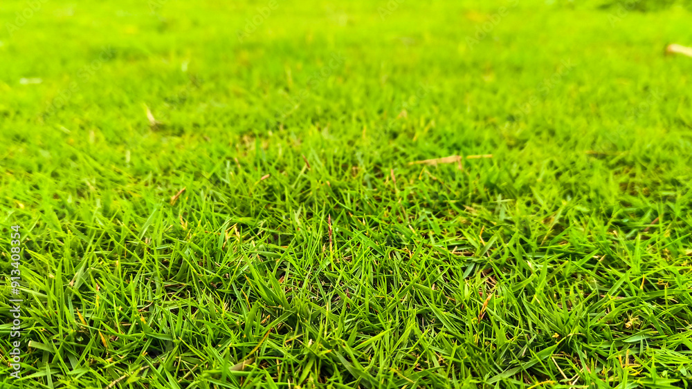 Close up view of green grass Close up view of green grass