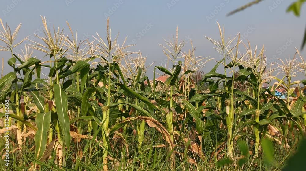 corn plant flowers