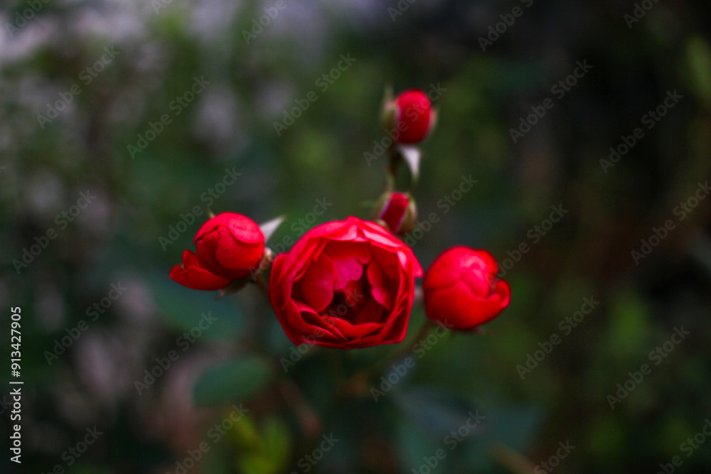 red flower with green leaves in the background red flower with green leaves in the background