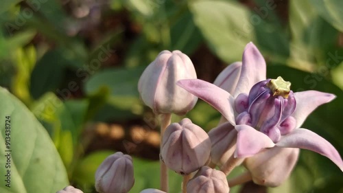 Calotropis gigantea photo