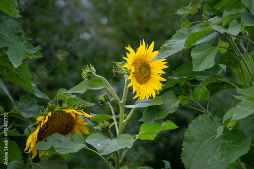 Sunflower in nature garden (Helianthus annuus). Sunflowers  against a leafy background. Sunflower background. photo