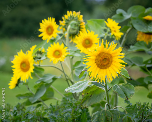 Sunflower in nature garden (Helianthus annuus). Sunflowers against a leafy background. Sunflower background.