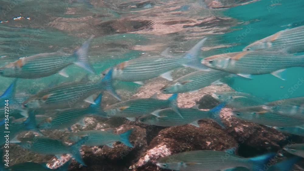 Mullet Fish Formation Gliding Through Crystal Clear Ocean Mullet Fish Formation Gliding Through Crystal Clear Ocean