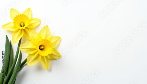 Wallpaper Mural Yellow Daffodils on White Background. Torontodigital.ca