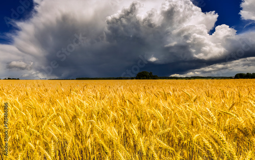 Golden wheat field and approaching thunderstorm on horizon
