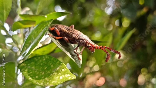 Pachylocerus crassicornis photo