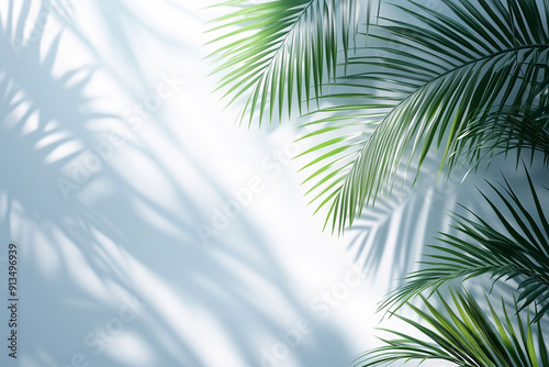 Abstract background with palm shadows on white wall, light and shadow effect for product presentation empty mockup.
