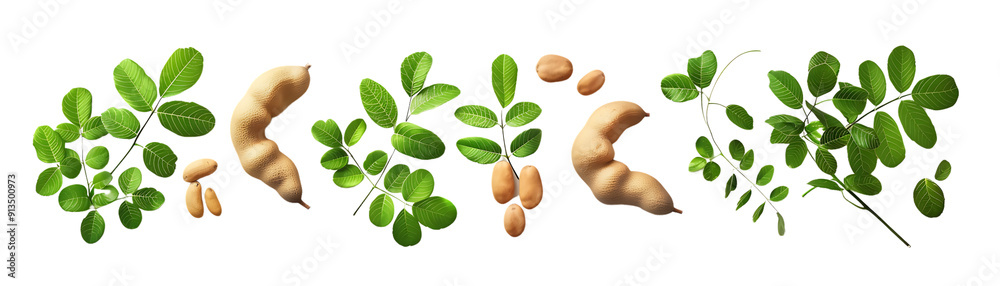 Fresh Tamarind Pods and Leaves with a Transparent Background Fresh Tamarind Pods and Leaves with a Transparent Background