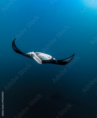 A front view of a manta ray in Hiva Oa, French polynesia, Marquesas