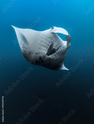 A manta ray, mobula alfredi, swimming in Hiva Oa, French polynesia, Marquesas