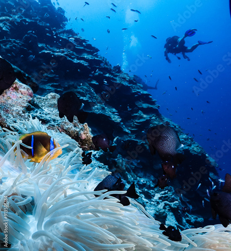 A clownfish in an anemon with a diver in the background in Manihi, French polynesia, Tuamotu
