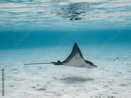 Eagle ray over a sand bank in Maupiti, French polynesia