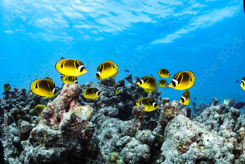 Yellow butterfly fish and corals in Manihi, French polynesia, Tuamotu