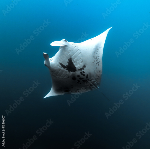 Manta ray showing its pattern in Hiva Oa, French polynesia, Marquesas