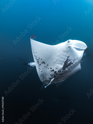 Two Manta rays in Hiva Oa, French polynesia, Marquesas