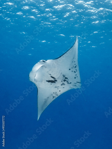 Dancing manta ray in the lagoon of Maupiti, French polynesia