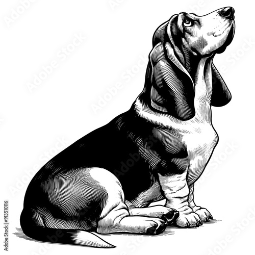 Hand drawn Cute Basset Hound dog in full-body, vector sketch isolated on white background.