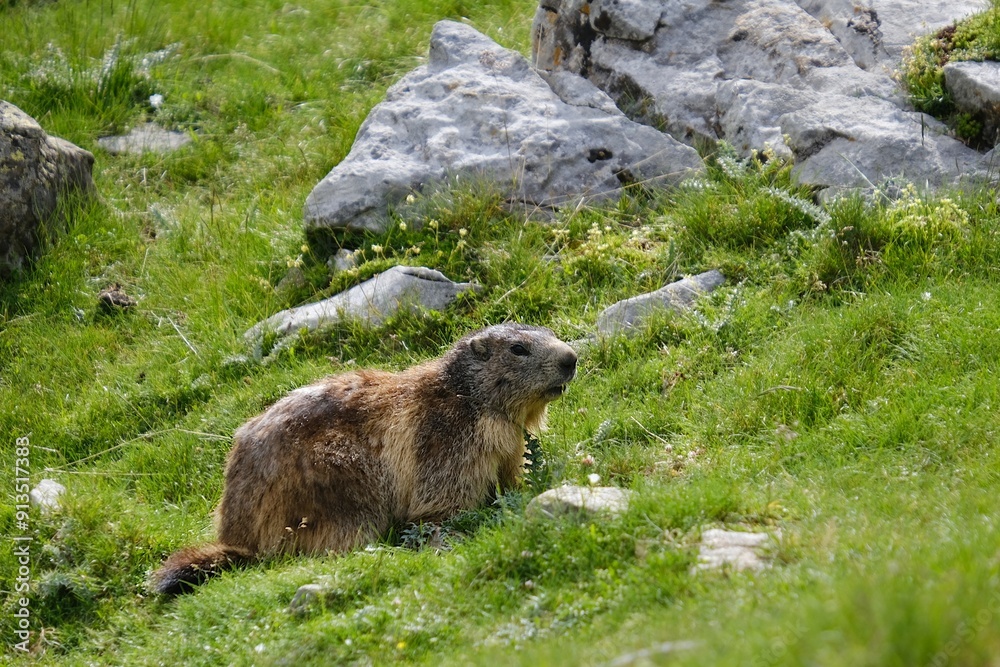 A marmot in the green grass between the stones, found in the Pyrenees, around Refuge des Oulettes de Gaube. Pyrenees National Park A marmot in the green grass between the stones, found in the Pyrenees, around Refuge des Oulettes de Gaube. Pyrenees National Park