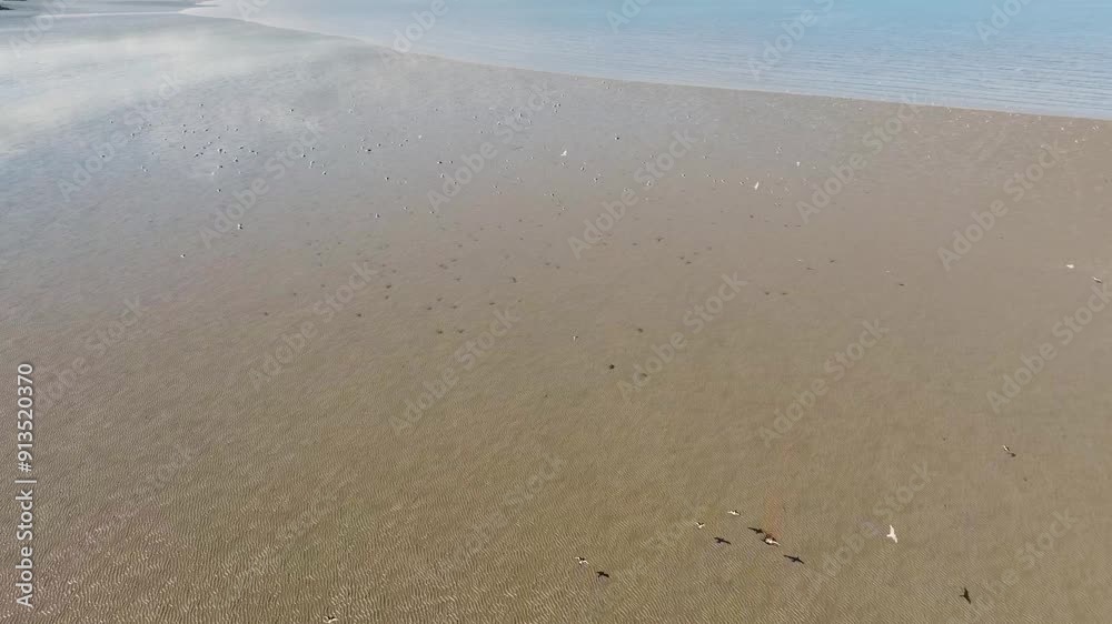 Slowmo aerial view of seabirds flying along beach in low tide on the Scottish coast Slowmo aerial view of seabirds flying along beach in low tide on the Scottish coast