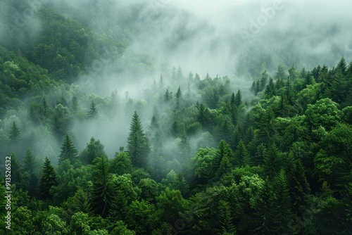 Misty Forest Landscape - A Dreamy View