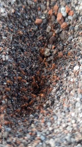 fire ants in nest photo