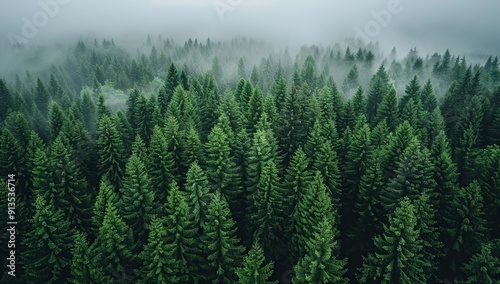 Aerial view of tall green pine trees in a forest with an overcast sky