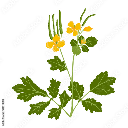 greater celandine, field flower, vector drawing wild plants at white background,Chelidonium majus ,floral element, hand drawn botanical illustration