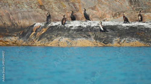 A flock of cormorants perched on the rocky island near the shore. Starn Nordic landscape in the background. photo