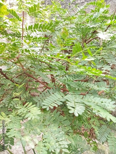 Tamarindus Indica, Asam Jawa,  Kamal, Asam Kamal, Accem Leaves in close up photo