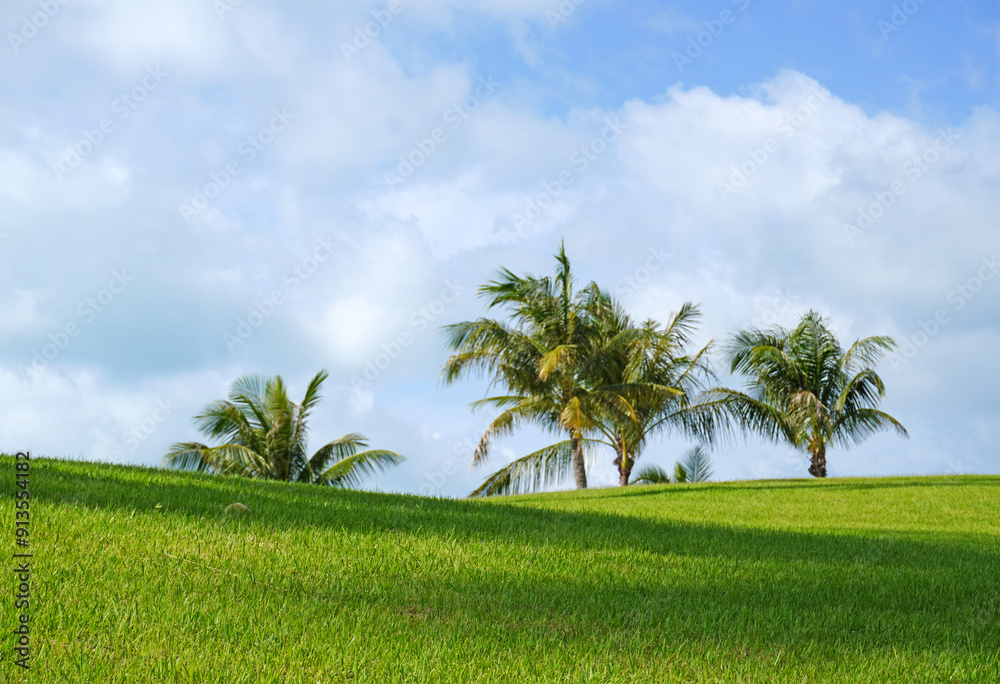 custom made wallpaper toronto digitalCoconut trees on green lawn with blue sky and white clouds. Beautiful scenery