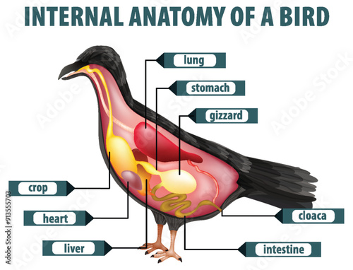 Internal Anatomy of a Bird