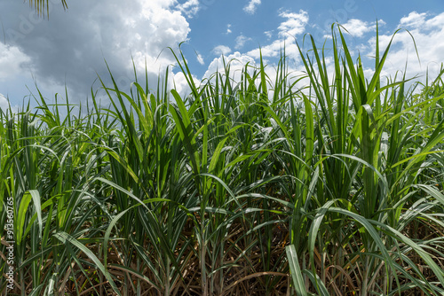 Sugarcane field in sunlight in the Mekong delta, Vietnam.