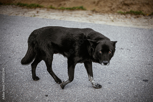 dog, black dog, scared dog, fear, cautious