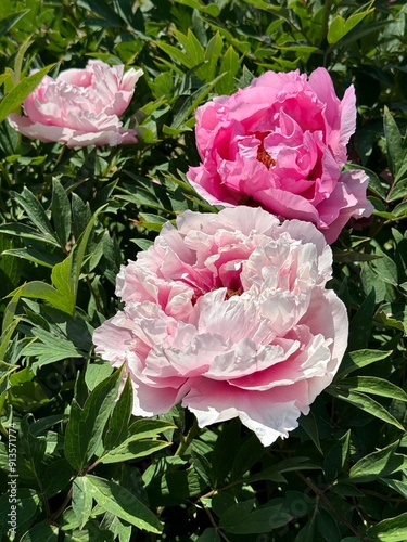 Pink flowers of peony tree  photo