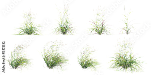 Fresh spring green big bluestem grass panorama isolated on white background