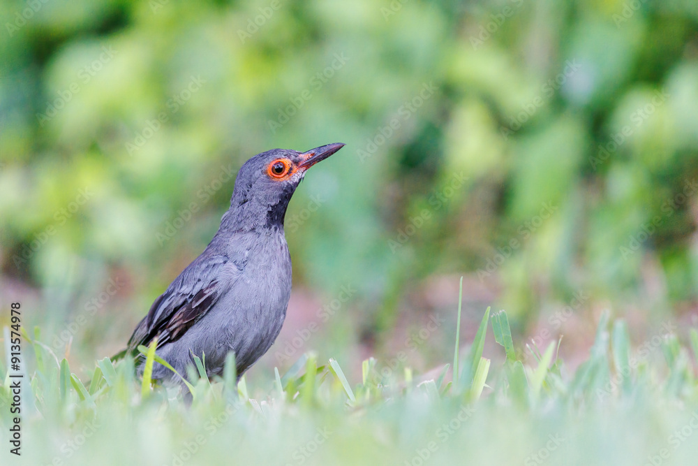Obraz premium Red Legged Thrush foraging for food