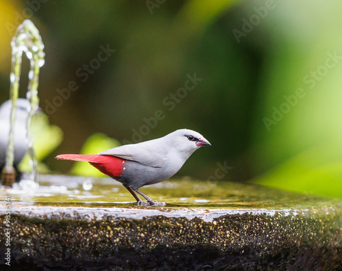 Lavender Waxbill taking a sip of water from a fountain